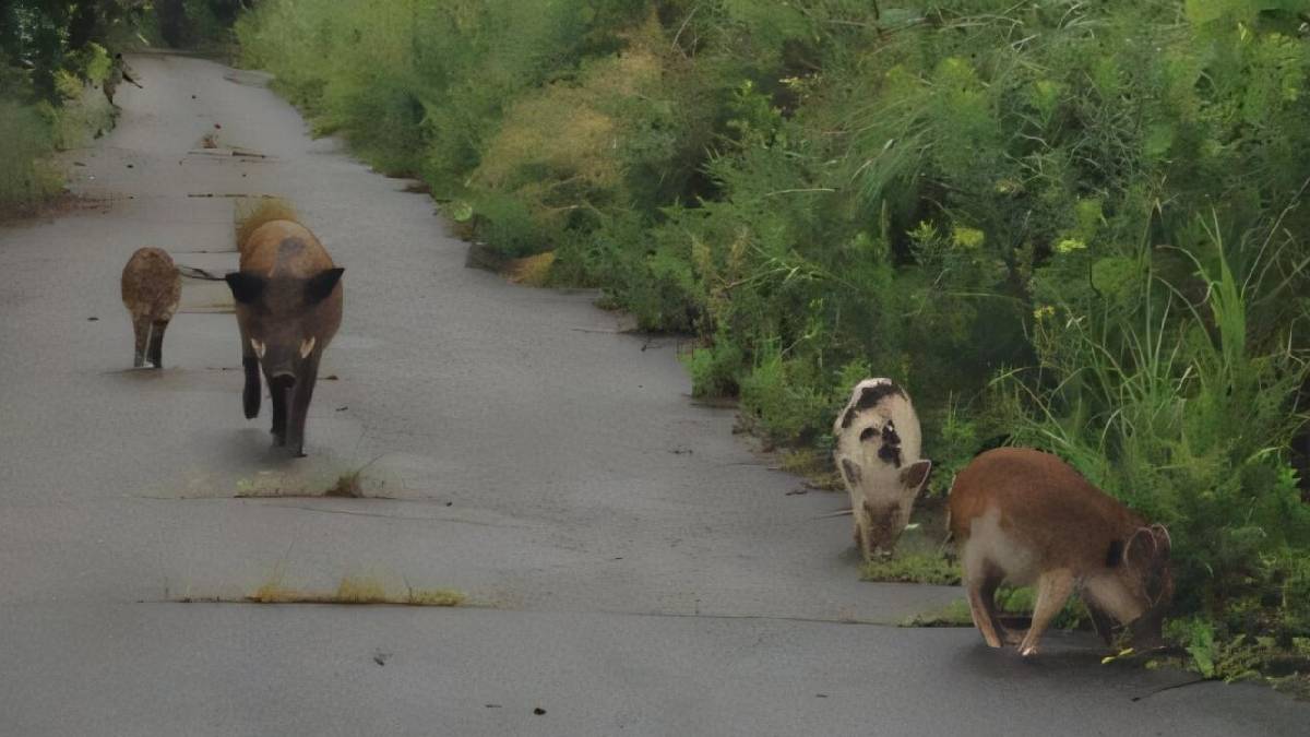 Fukuşima’daki melez domuzların genetik yapısı çözüldü