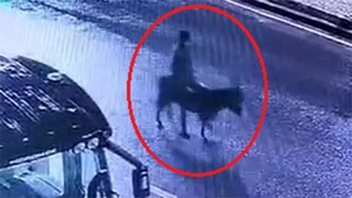 Çalıntı forkliftle kuyumcuyu soyup eşekle kaçtı: 'Maddi sıkıntılarım aklıma geldi'