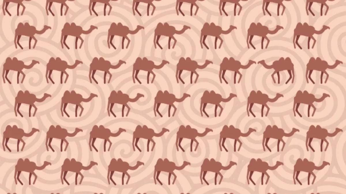 Kartal gözlüler buraya! 6 saniyede farklı deveyi bulan dahi sayılıyor: IQ testiyle sınırlarınızı zorlayın