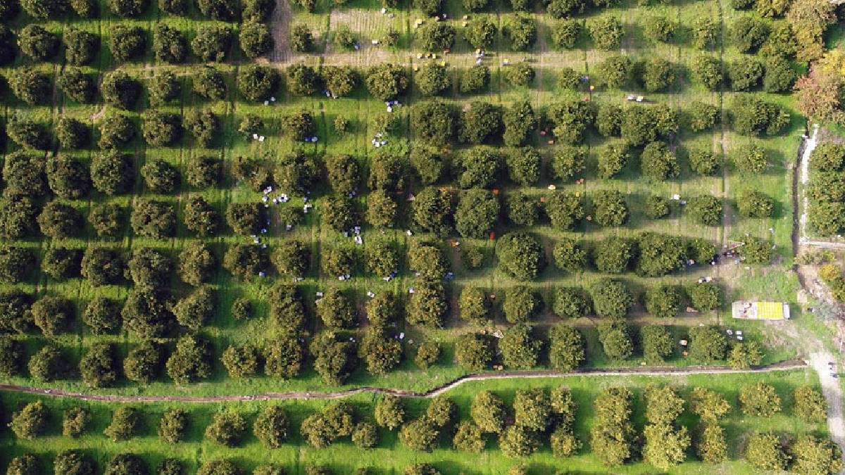 Sabah mesai başlıyor, tek tek toplanıyor! Kilosu 15 TL: Günlük ürün 500 tonu geçiyor