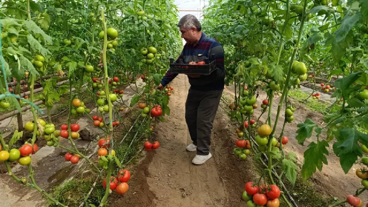 Kaplıca suyuyla en doğal üretim: Kütahya’dan çıkıyor, pazarların gözdesi oluyor