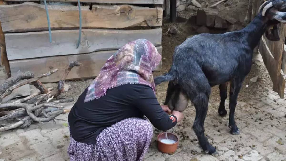 Lezzeti kadar dayanıklılığı da tartışmaya kapalı: Aylarca bozulmadan tazecik kalıyor!