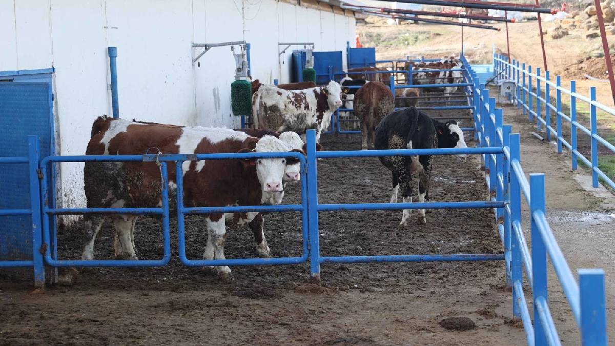 41 milyon liralık maliyetle kurdu: Günde 15 ton üretim yapıyor