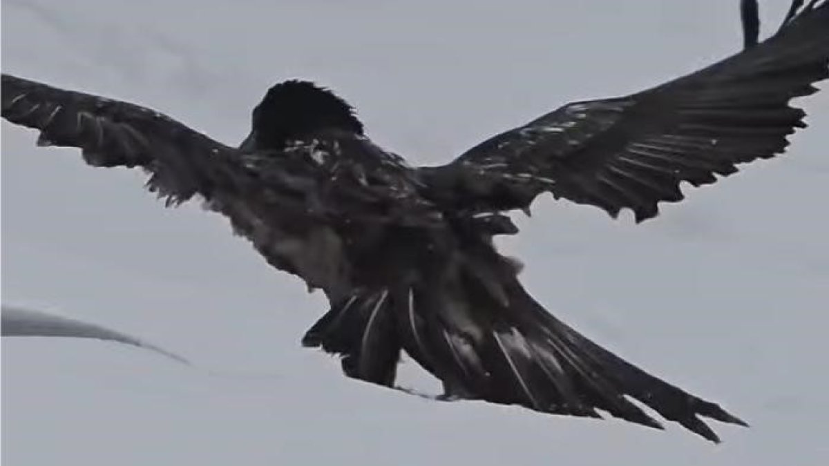 Dünyanın en yırtıcı kuşlarından biri Türkiye'de görüldü! Nesli tehlike altında, kanat açıklığı 3 metreyi buluyor