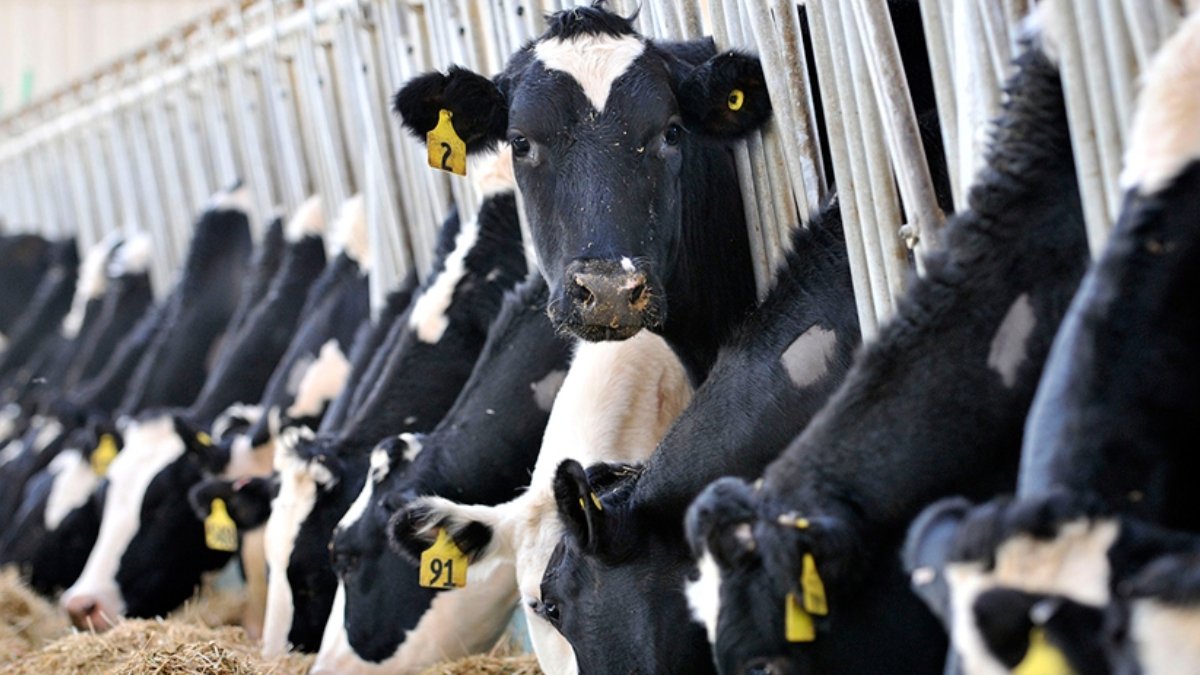 Süt üretiminde yıllık düşüş sürerken aylık bazda toparlanma: TÜİK Aralık 2025 verilerini açıkladı