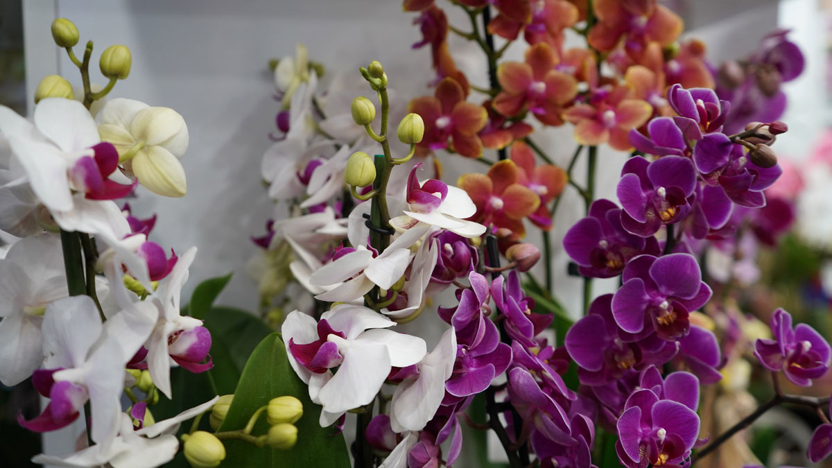 Sevgililer Günü öncesi gülün fiyatı cep yakıyor: Orkide 9 bin liraya kadar çıkıyor