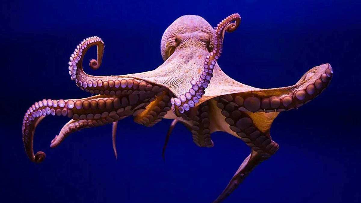 Sekiz kollu deha: Ahtapotların akılalmaz zeka oyunu ağzınızı açık bırakacak