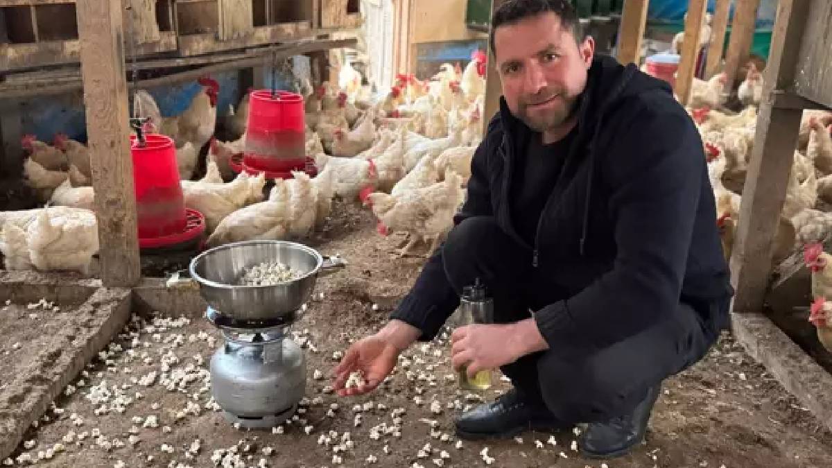 Tavukları strese girdi çözümü çok şaşırttı: Kümeste mısır patlatıyor, tavukları mutlu oluyor