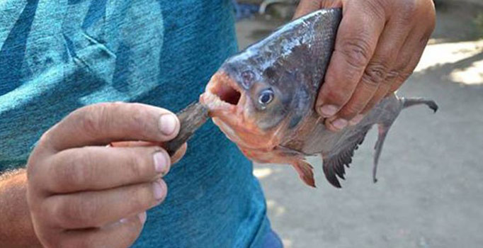Amasya’da avlanan amatör balıkçıların ağına pirana takıldı
