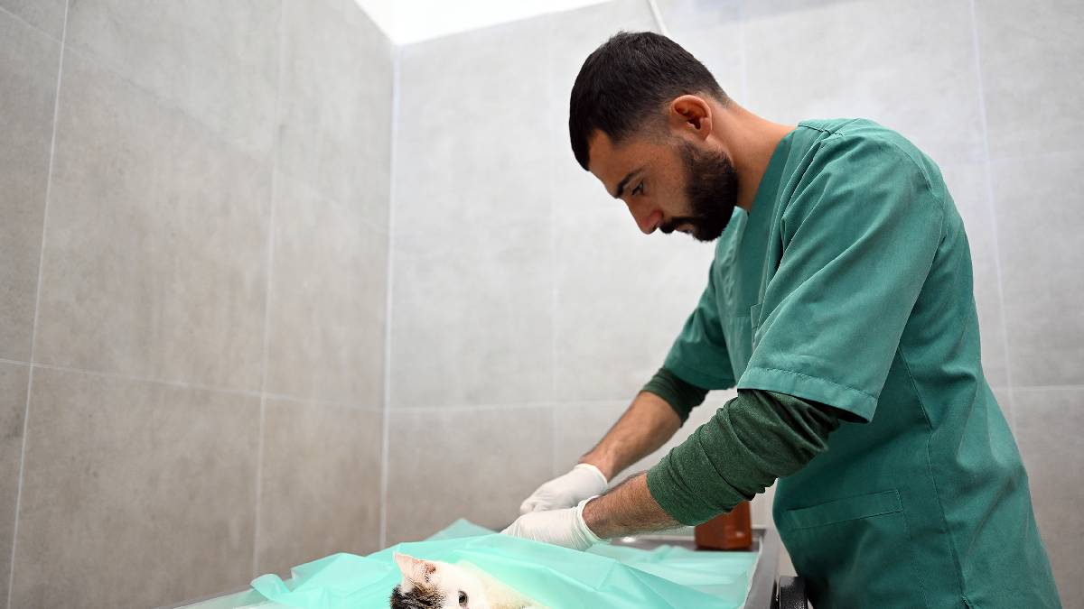 Mersin Büyükşehir’den Anamur’a Kedi Kısırlaştırma Merkezi