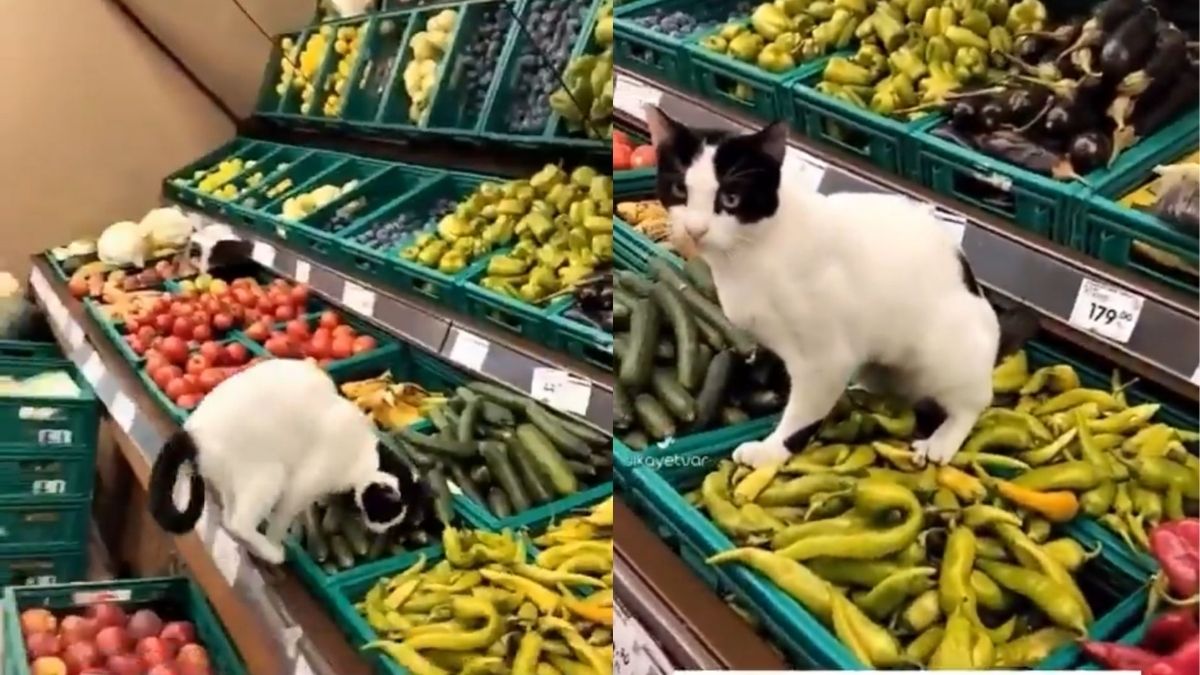 3 harfli markette pes dedirten görüntü: Kedinin orada ne işi var?