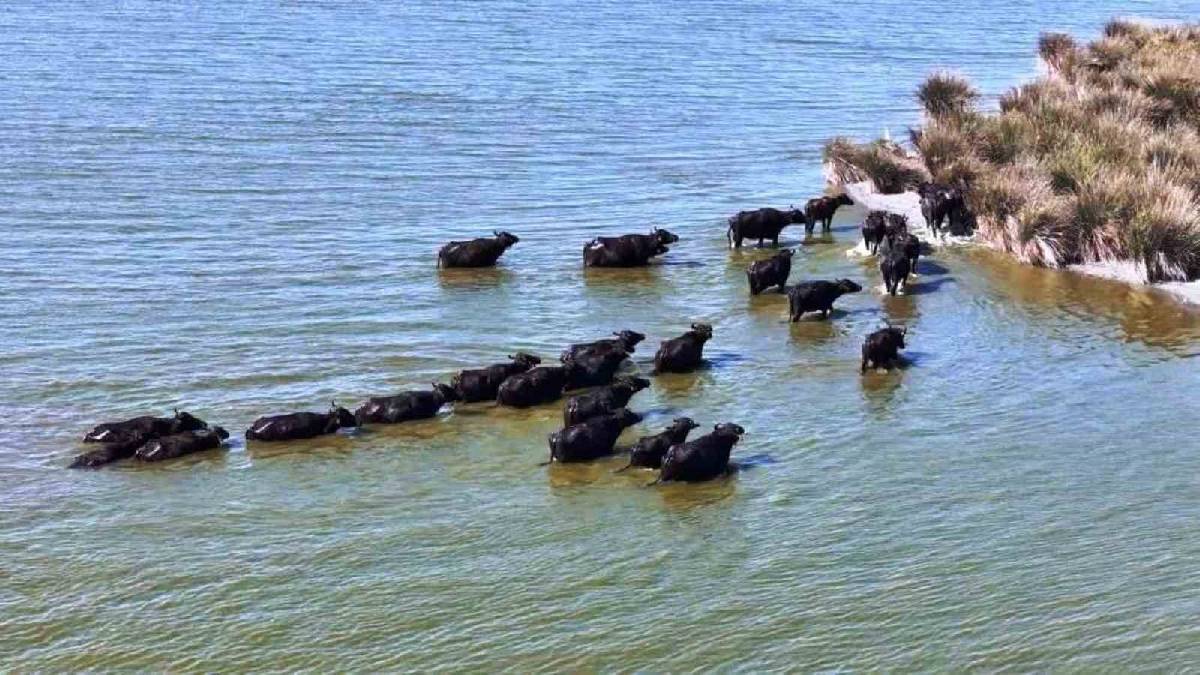 Hayvancılıkta fark atan şehrimiz: 19.495 manda ile zirvede!