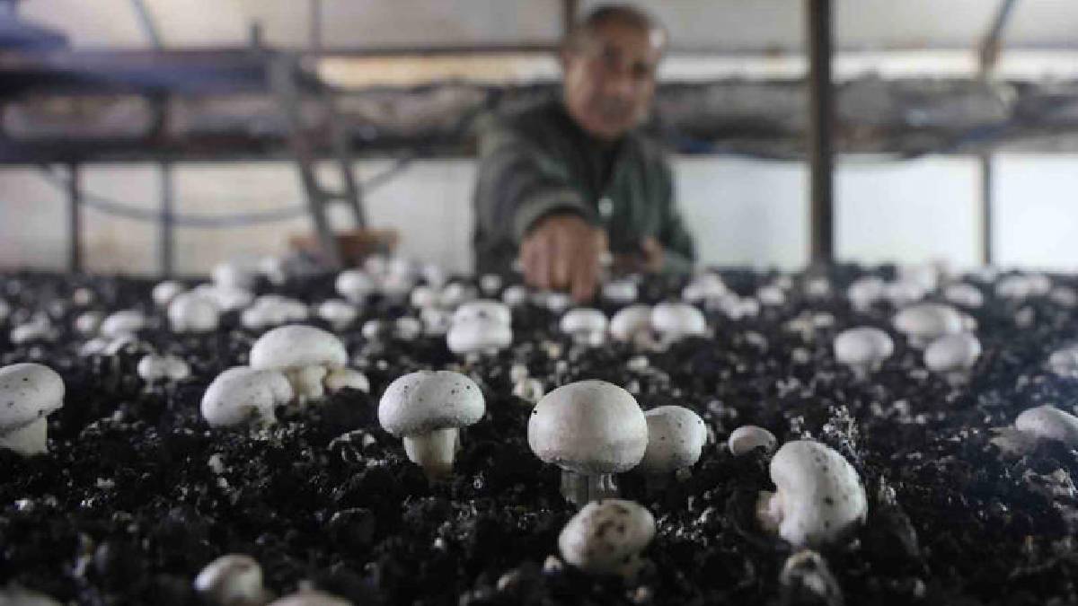 Ahırda başladığı üretim 3 çadırda sürüyor: 70 günde bir 3 defa hasat ediyor