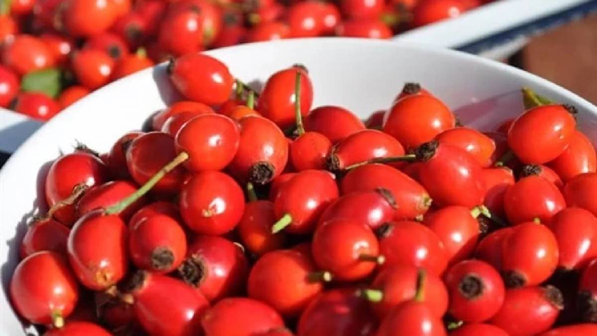 Portakaldan daha çok C vitaminine sahip: Geleneksel tıbbın da vazgeçilmezlerinden…