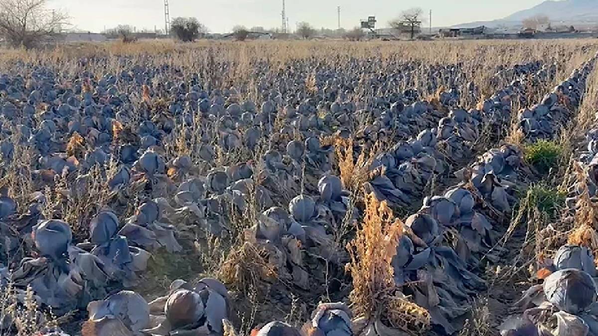 Pazarda markette 80 TL’ye satılıyor, tarladan bedavaya almak istediler! 5 TL’yi duyan çiftçi ürünü tarlada bıraktı