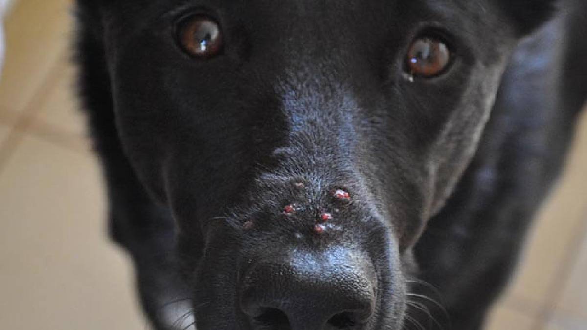 Sadece insanlarda çıkmıyormuş… Kedi ve köpeklerde çok şanssız