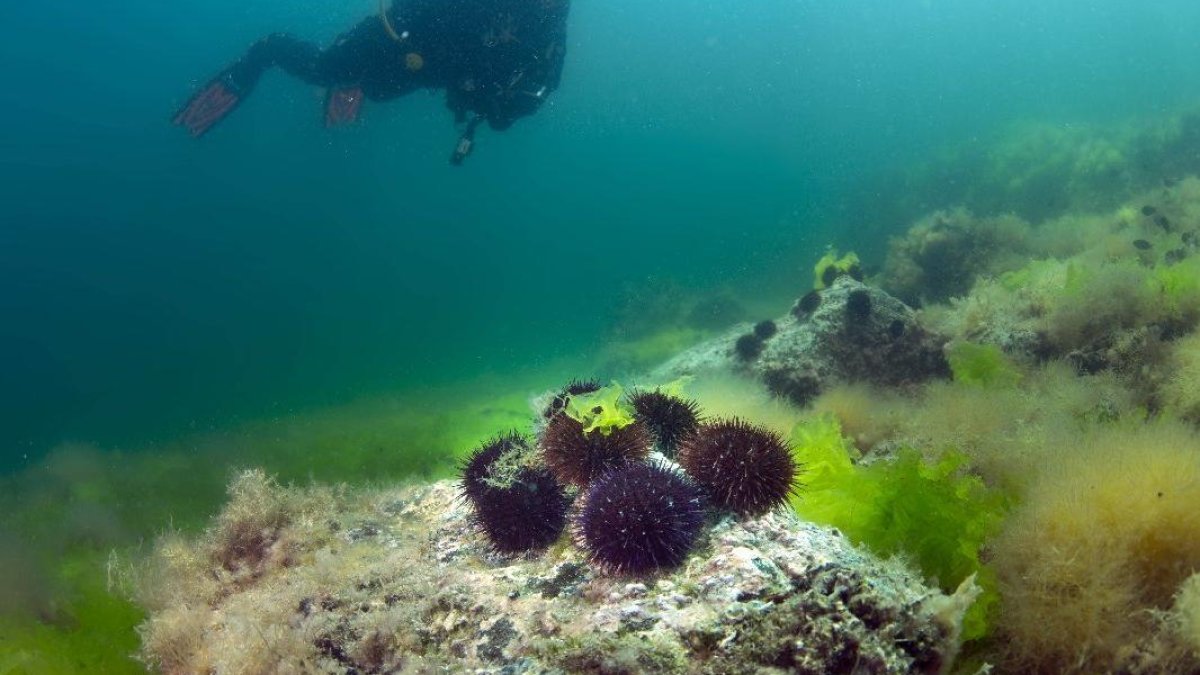 Marmara Denizi'nde denizkestanesi avcılığı kararına uzman uyarısı: Ekosistem tehlikede