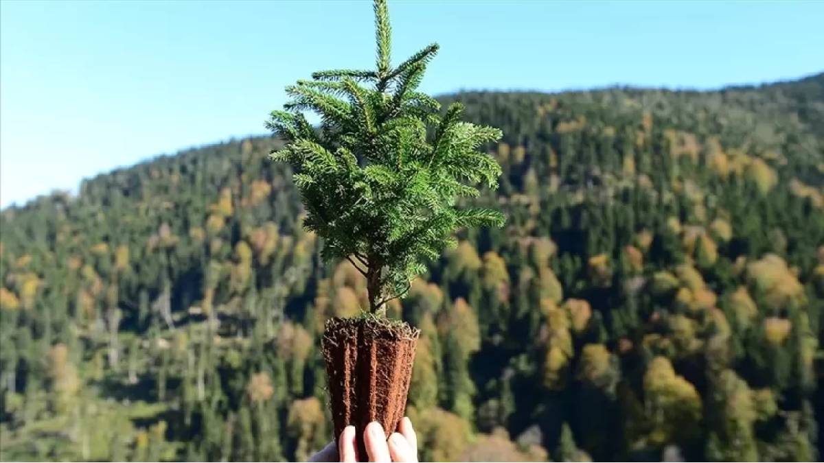 Erzurum’da bir ilk! Uzlaştırma ormanı kurulacak