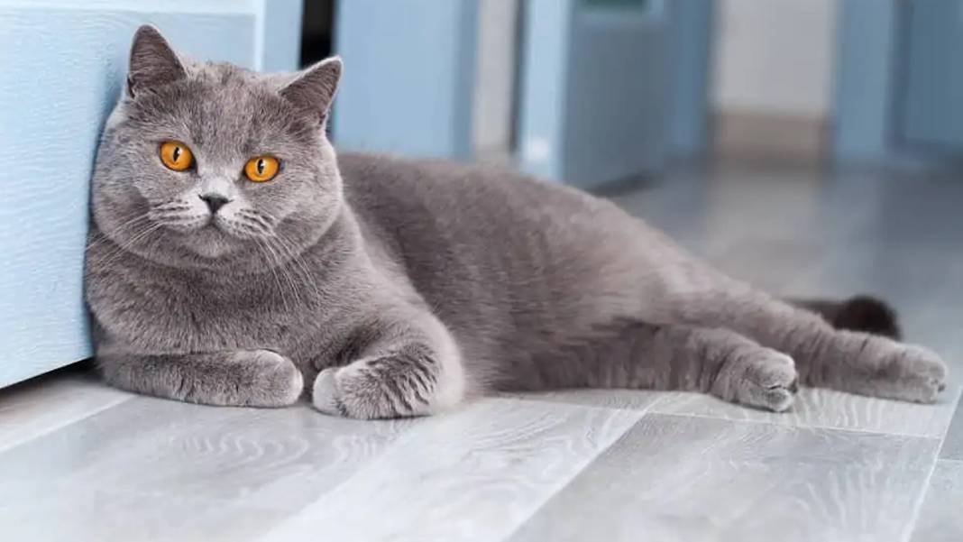 Evcil kedilerdeki kanser araştırmaları insanların tedavisinde umut oldu