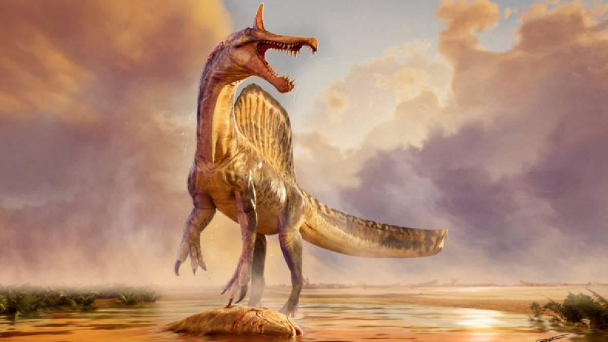 Sahra Çölü’nde dev dinozor keşfi: Yeni Spinosaurus türü bulundu