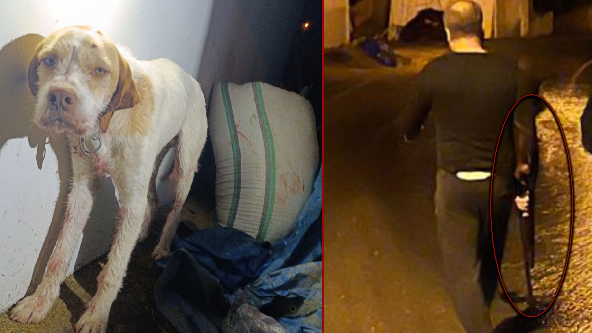 MHP'li İlçe Başkanı komşusunun köpeğine kurşun yağdırdı: "Dinime imanıma hepinize sıkarım"