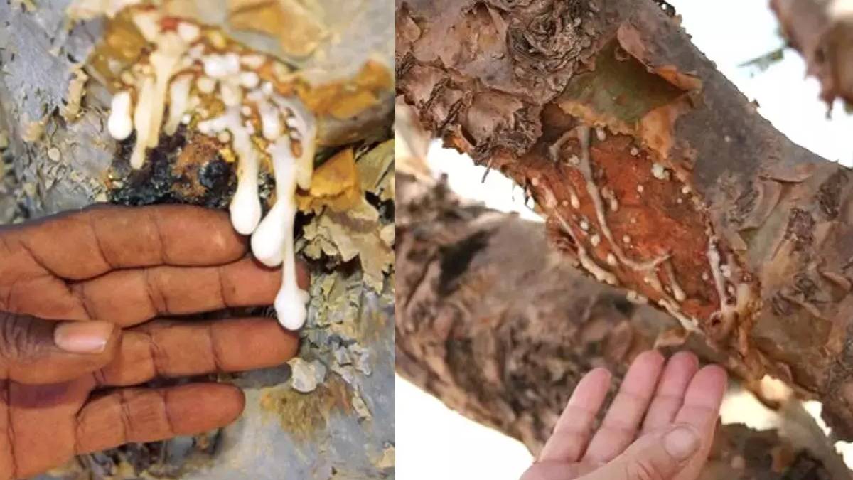 Doğanın şifa kaynağı akgünlük sakızı! Uzmanlar uyarıyor: Diz ağrısından astıma kadar etkili