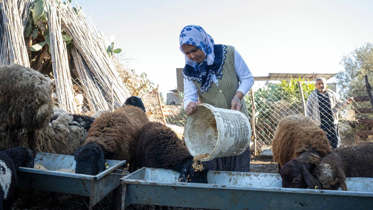 Büyükşehir'den ‘Hadi Gel Köyümüze Destek Verelim’ projesi: 360 yetiştiriciye 9 bin küçükbaş hayvan teslim edildi