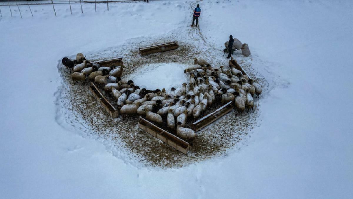 Kar 3 metreyi buluyor, köy kar altında kalıyor: Besicilerin mesaisi soğukla daha da zorlaşıyor