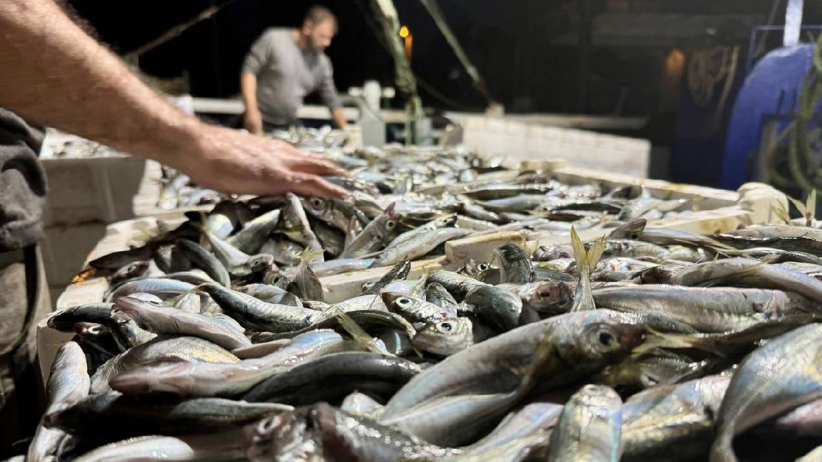 Et fiyatlarına karşı balıkçılardan tavsiye: ‘Hamsi yiyin, 100 liraya 4-5 kişinin karnı doyuyor’