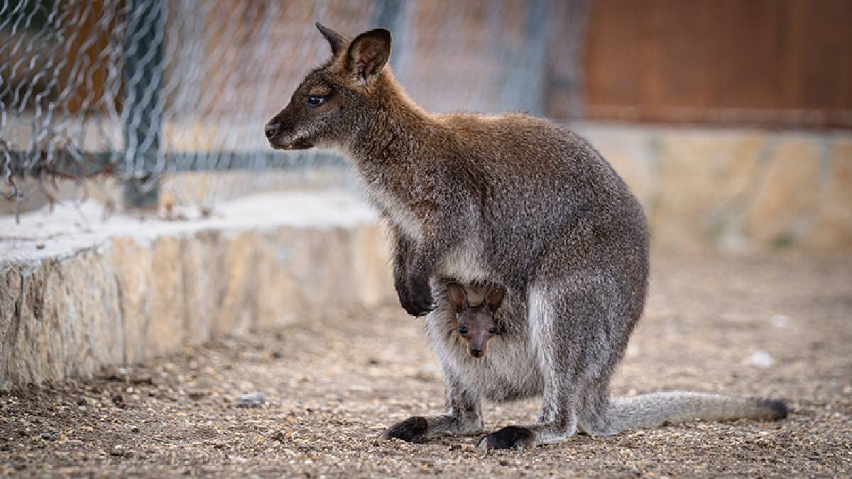 Kanguru kesesini daha önce hiç yakından gördünüz mü? 10 ay boyunca yavrular burada yaşıyor