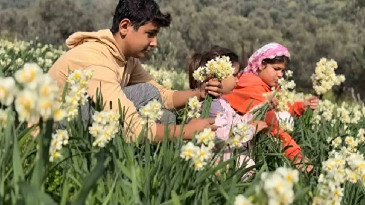 Alzheimer tedavisinin kritik maddesi: ‘Beyaz altın’ hasadı başladı!
