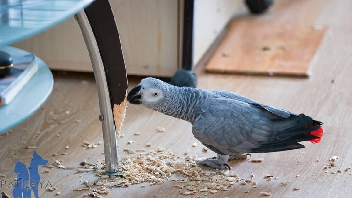 Evinde kuş besleyenler dikkatli olun: Akciğerde geri dönüşü olmayan hasar oluşabilir