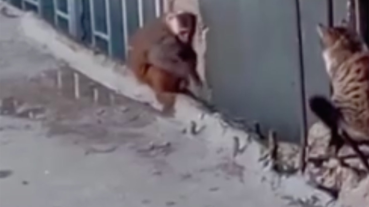 Kadıköy'de çatılarda dolaşan yasaklı maymun yakalandı: Koruma altına alındı