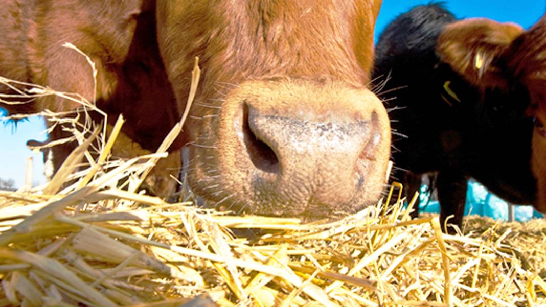 İktidarın yeni hayvancılık projesine sert tepki: Aylık 150 TL'lik destek sadece birkaç günlük yem demek