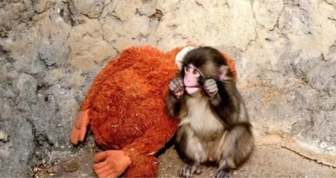 Annesi reddetti, peluşu sırdaşı oldu: Punch Maymun hikayesi ne, şimdi nerede?