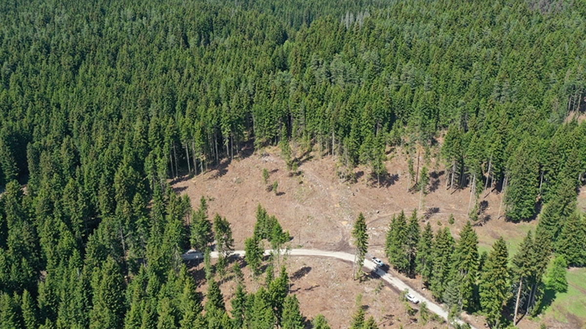 21 ilde bazı alanlar orman sınırları dışına çıkarıldı