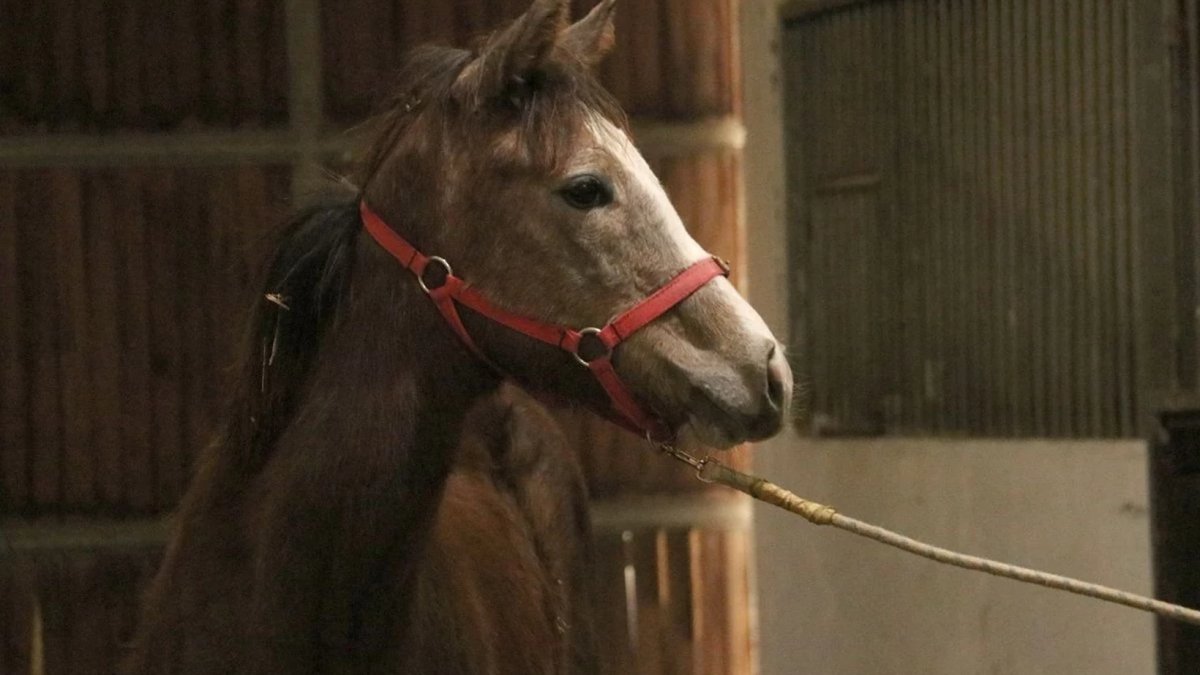 TMSF'den satılık İngiliz kısrağı ve dişi tay