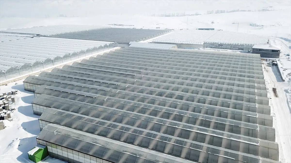 -25 derecede yetişiyor, dört mevsim ürün veriyor! Ağrı’nın termal suyu ürünlere bolluk oluyor