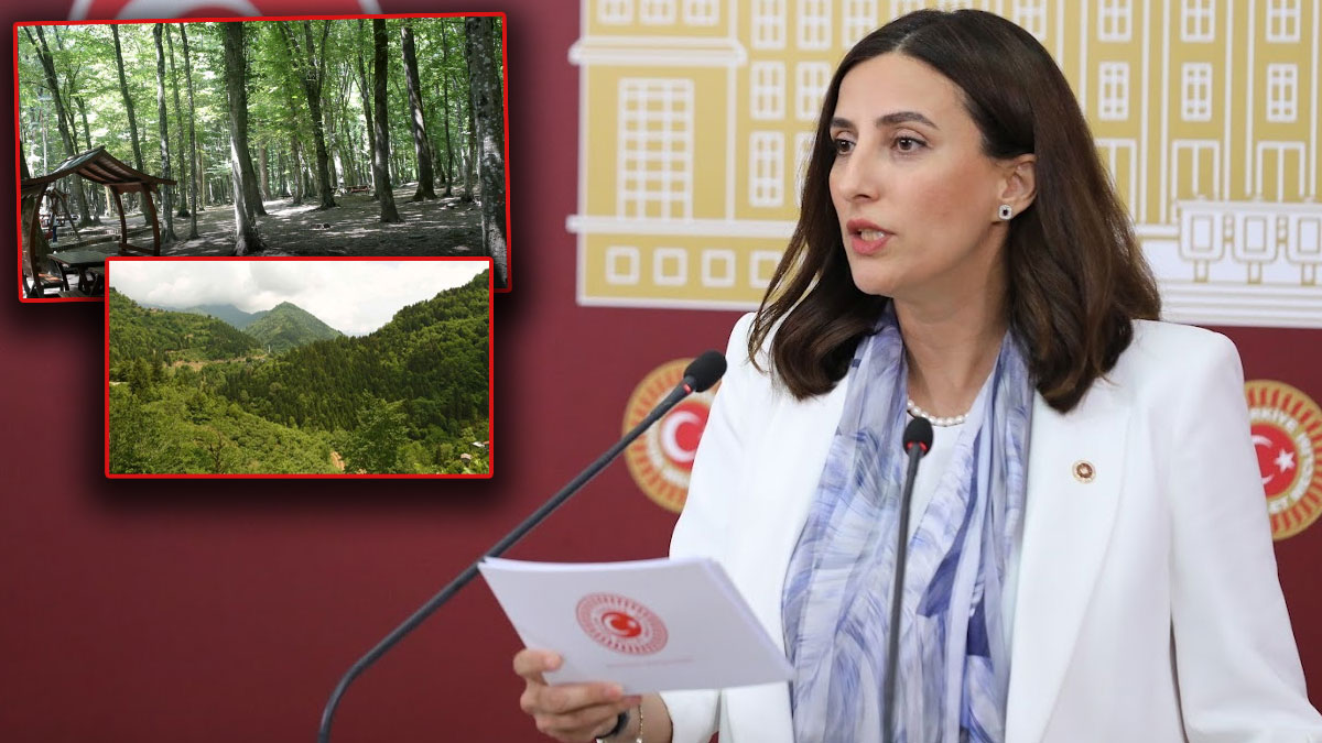 CHP’li Rızvanoğlu'ndan 'Orman Kanunu'na tepki: Bir gecede 4,7 milyon metrekare orman arsa oldu