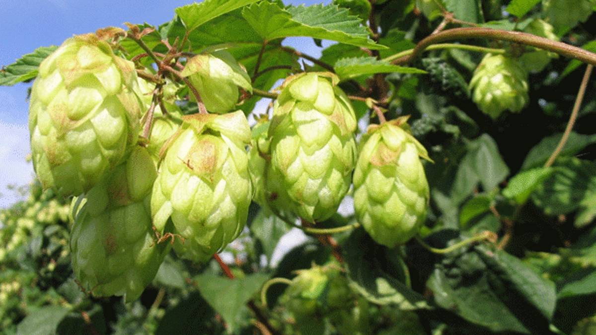 Birçok kişi yanından geçip gidiyor ama bir hazineyi kaçırıyor! Kilosu 53 bin TL’yi buluyor