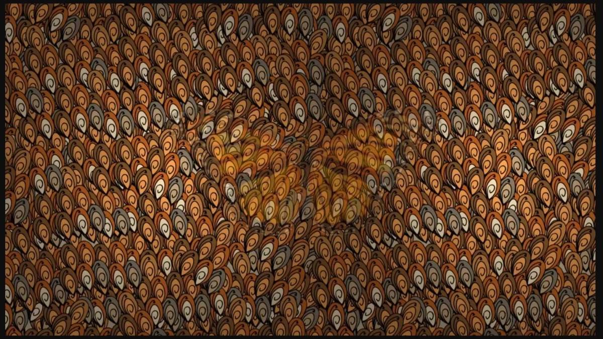 Sadece dikkati en keskin olanlar seçebiliyor: Deniz kabukları arasındaki gizli kelebeği 5 saniyede bulabilir misiniz?