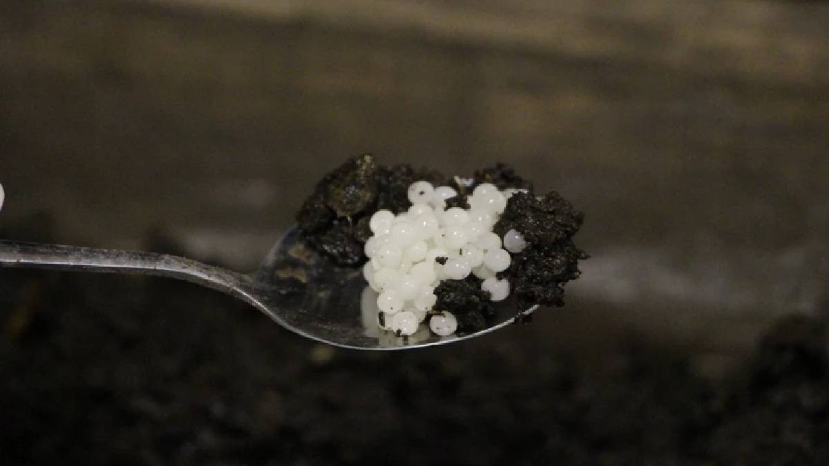 Mutfakların yeni mücevheri: Kabuğundan yumurtasına kadar her şeyi para ediyor! Kilosu 3 bin Euro’ya satılıyor