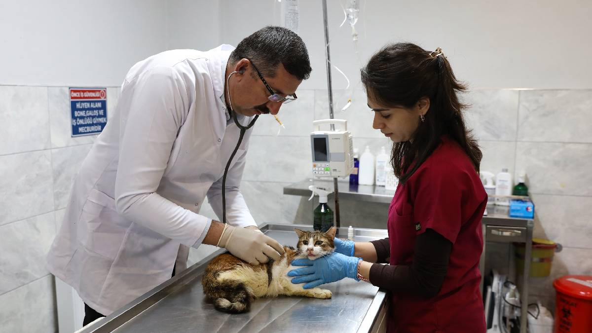 Yaralı kediye Büyükşehir şefkati