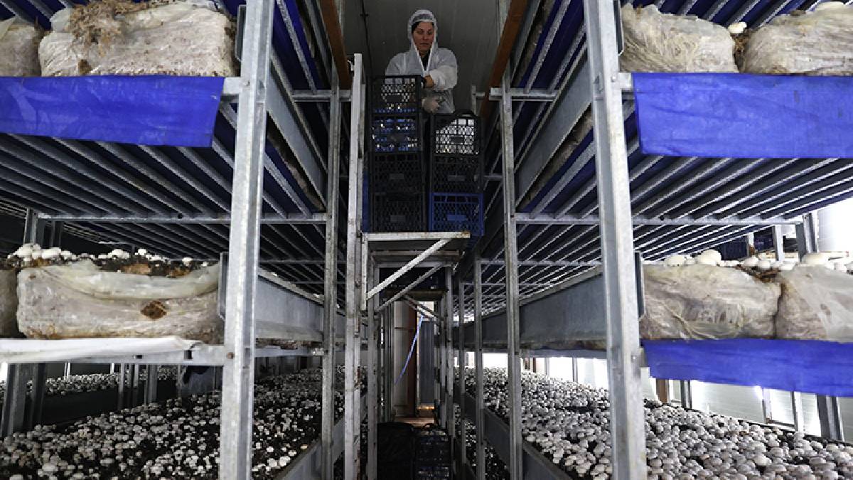 %55 hibeyle kurduğu tesis arı gibi işliyor: Günde 2, ayda 60 ton üretim yapıyor!