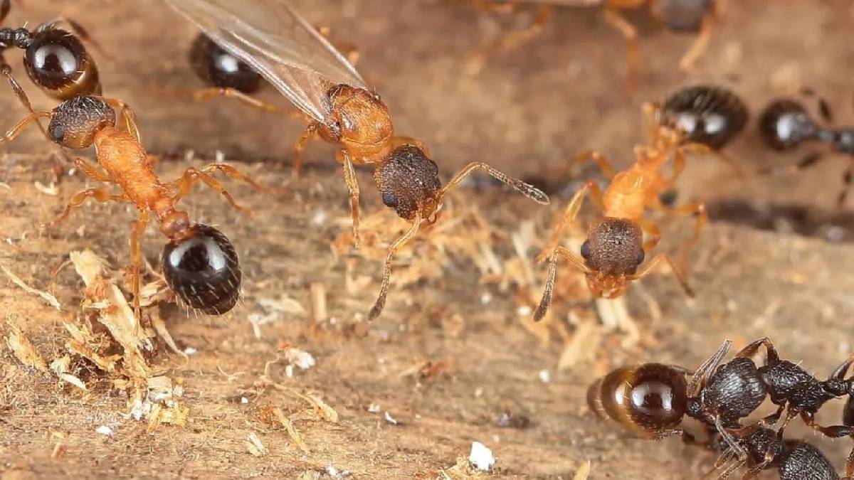 Hava kirliliği karınca kolonilerinde krize yol açıyor