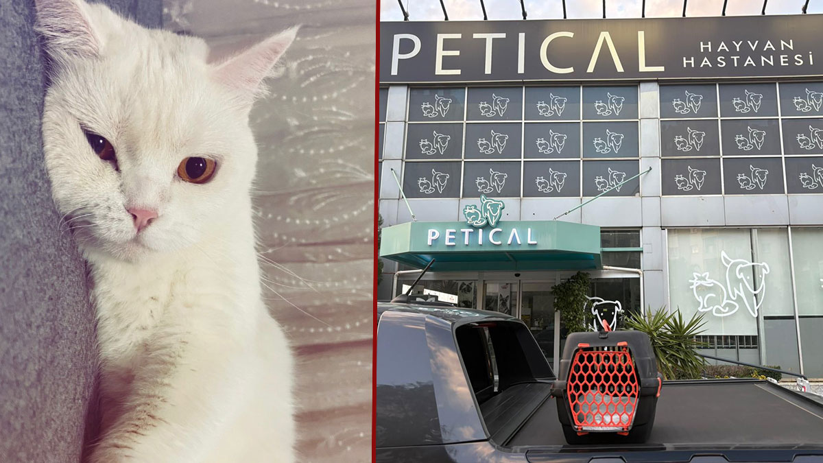 Tıraş için götürüldü, cansız bedeni teslim edildi! 3 yaşındaki Lily kedinin sahibi hastane hakkında suç duyurusunda bulundu