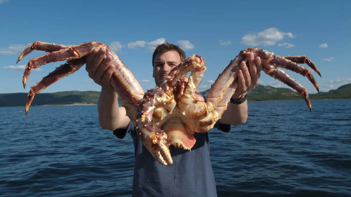 Hayatta kalmak için kendini feda ediyor: Yengeçlerin inanılmaz "kurtuluş" planı!