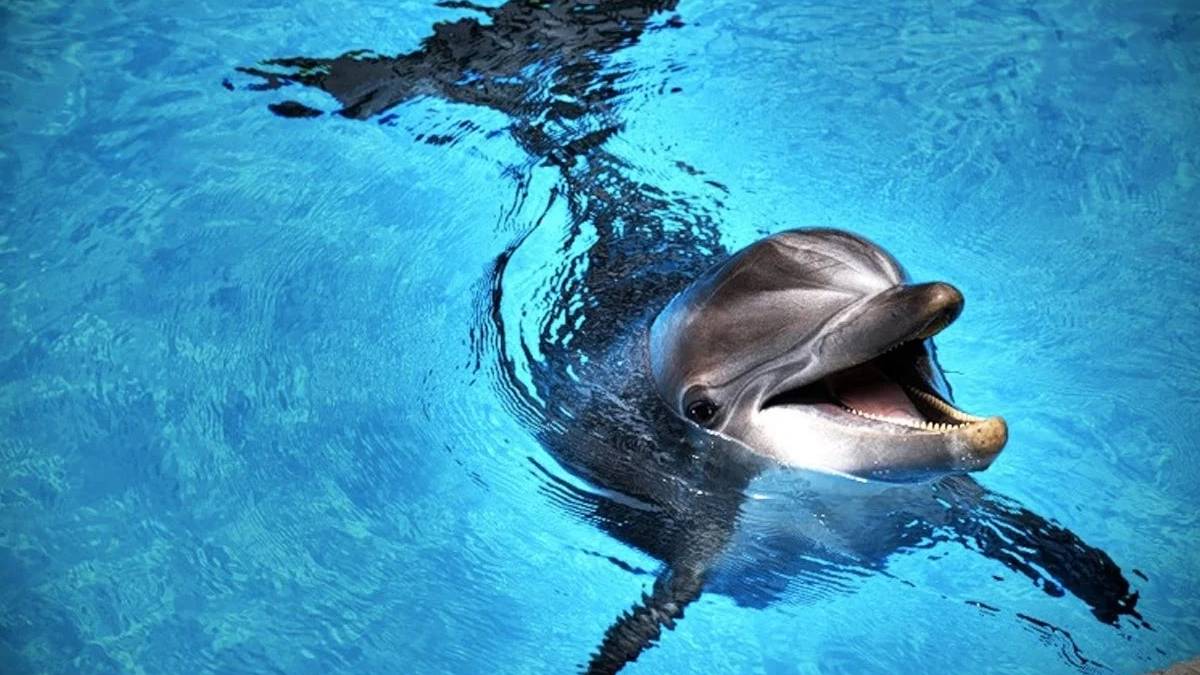 Denizlerin en zeki sakinleri: Yunusların akılalmaz öğrenme stratejileri ortaya çıktı!