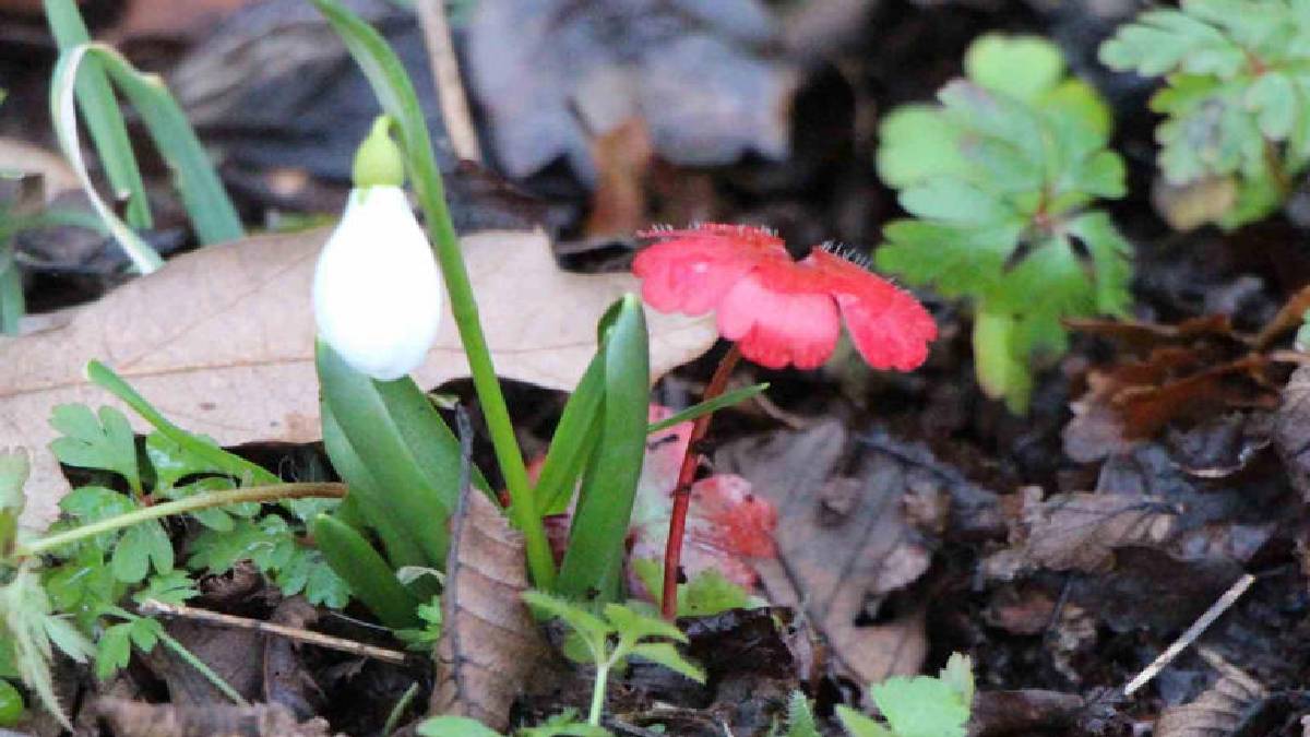 Bu çiçekleri görenler sakın koparmasın! Resmen bir servet değerinde…
