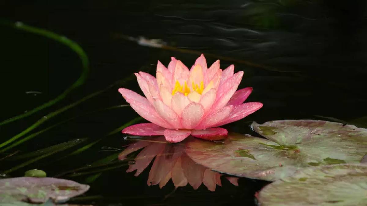 Kendi kendini temizliyor! Doğanın inanılmaz gücü: Lotus yapraklarının bu özelliği gözden kaçıyor…